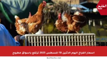 أسعار الفراخ اليوم الاثنين 18 أغسطس 2025 ترتفع بأسواق مطروح